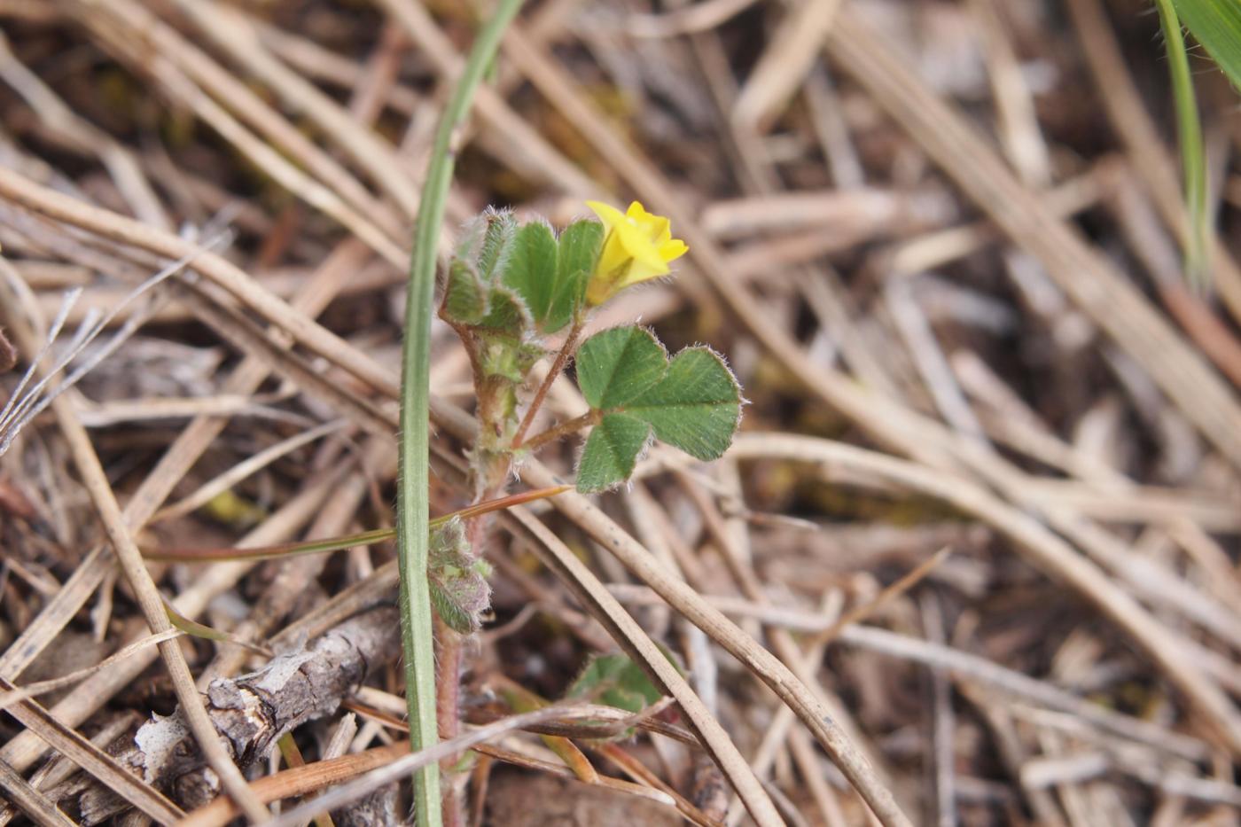 Bird's-foot trefoil, Dwarf plant